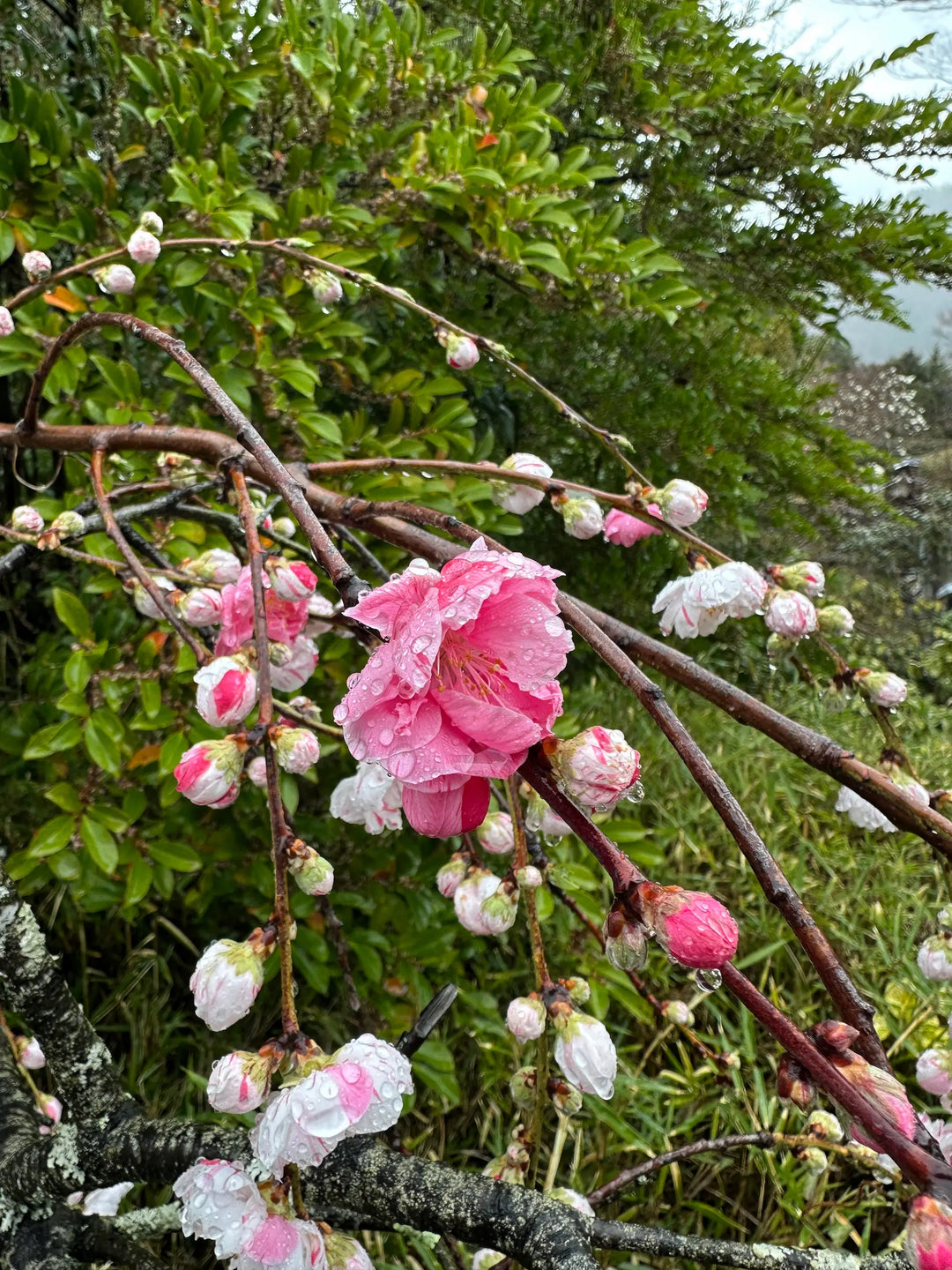 The Rainy Day We Almost Skipped Hakone's Open-Air Museum